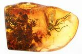 Detailed Fossil Dagger Fly (Palaeoparamesia proosti) In Baltic Amber #335558-1